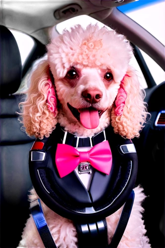 chauffeur,chauffeur car,chauffered,chauffeuring,bichon,chauffeured,bentley,huichon,shih poo,bascomb,carpooling,car model,rideshare,bently,ridesharing,driving,toy dog,poodle,topdog,idrive,Conceptual Art,Sci-Fi,Sci-Fi 10