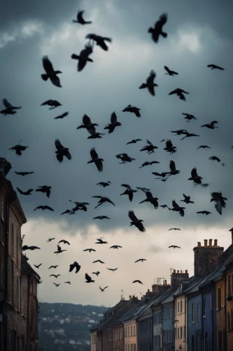jackdaws,pigeon flight,starlings,a flock of pigeons,flock of birds,flying geese,birds flying,birds in flight,street pigeons,pigeon flying,crows,corvids,bird migration,doves and pigeons,flying birds,swifts,flock home,hooded crows,flying sea gulls,grackles,Photography,General,Cinematic