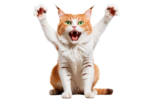orange tabby cat,orange tabby,felo,firestar,ginger cat,red tabby,to roar,larfleeze,funny cat,roar,cat vector,exuberance,enthusiam,yawney,jubilation,cat image,boisterous,aaaaa,macavity,felids,Conceptual Art,Oil color,Oil Color 07