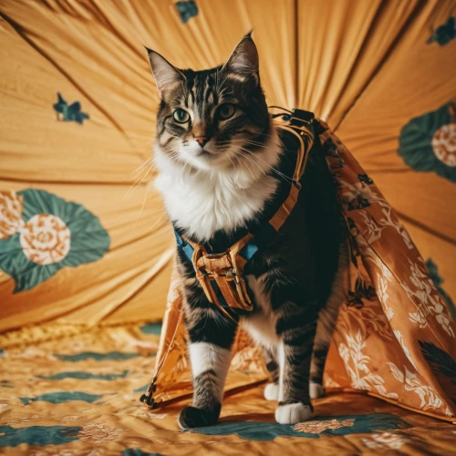 oktoberfest cats,cat pageant,cat warrior,vikingskipet,hrh,vintage cat,kittikachorn,animals play dress-up,cat european,circus animal,halloween cat,kattouf,gypsy tent,king caudata,supercat,cat image,adventurer,cataphracts,kitterman,tabnak,Photography,Documentary Photography,Documentary Photography 01