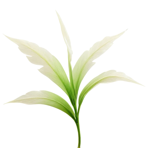 spring leaf background,green wallpaper,green leaf,leaf background,grass lily,green background,green plant,sweet grass plant,green leaves,leaf green,grape-grass lily,light green,tropical leaf,aspidistra,photosynthetic,patrol,palm leaf,aloe vera leaf,green,resprout,Conceptual Art,Daily,Daily 07