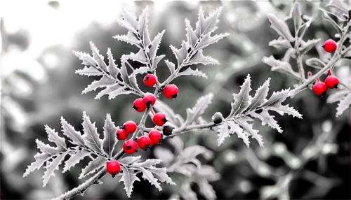 snowflake background,red snowflake,winterberry,frostiness,christmas snowy background,hoarfrost,holly berries,frozen dew drops,white snowflake,winter background,frost,ornamental shrub,ice rain,unfrozen,christmas background,frozen morning dew,christmas flower,frosts,snow cherry,flower of christmas,Conceptual Art,Fantasy,Fantasy 27