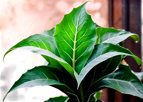 tobacco leaves,cabbage leaves,pepper plant,thick-leaf plant,mandarin leaves,green leaf,foliage leaf,japanese spinach,philodendron,walnut leaf,mape leaf,bigleaf,jungle leaf,philodendrons,curry leaves,beefsteak plant,leaf,green plant,fig leaf,tropical leaf,Conceptual Art,Fantasy,Fantasy 25