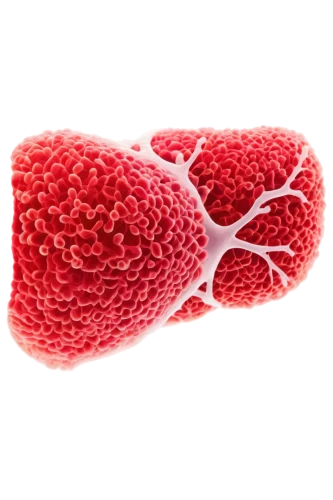 hypercholesterolemia,lipoprotein,microvascular,alveoli,thromboembolism,angiogenesis,apolipoprotein,thromboplastin,thrombosis,arteriole,oligodendrocyte,tamponade,dyslipidemia,lipoproteins,hyperlipidemia,thrombotic,keratinocytes,cryptosporidiosis,vasculature,thrombophilia,Conceptual Art,Daily,Daily 07