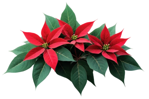 christmas flower,poinsettia,poinsettias,poinsettia flower,flower of christmas,xmas plant,christmas background,holly wreath,flower christmas,christmas motif,christmasbackground,christmas border,christmas bells,santan,flower of december,wreath vector,christmas wallpaper,christmas ribbon,christmas rose,red snowflake,Photography,Documentary Photography,Documentary Photography 18