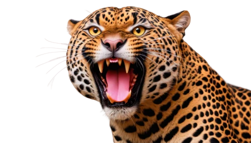 gepard,leopard head,leopardus,cheetor,leopard,panthera,jaguar,roaring,cheeta,mahlathini,roar,tigr,leopards,jaguares,derivable,hosana,felidae,head of panther,tigon,yawner,Conceptual Art,Fantasy,Fantasy 16