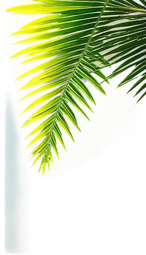 palm tree vector,palmtree,palm leaf,arecaceae,palm leaves,fan palm,palm pasture,coconut palm tree,palm fronds,palm tree,palm in palm,coconut tree,palm,palm branches,wine palm,fishtail palm,coconut palm,easter palm,coconut leaf,palmitic,Conceptual Art,Daily,Daily 28