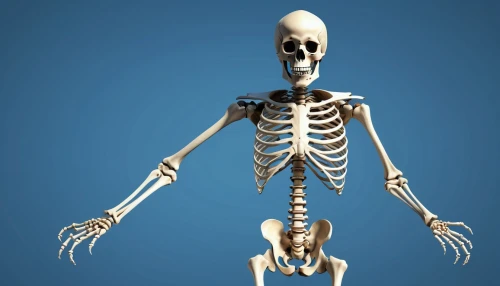 human skeleton,skeletal,skeletal structure,skeleton,osteoporotic,skelemani,osteoporosis,vintage skeleton,calcium,skeleltt,osteomalacia,osteopath,skeletons,osteological,skelly,osteopenia,musculoskeletal,osteopathy,boneparth,doot,Photography,General,Realistic