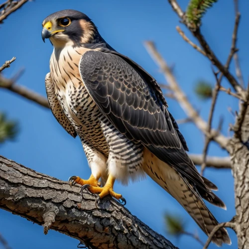 aplomado falcon,lanner falcon,redtail,new zealand falcon,falconidae,saker falcon,peregrine falcon,redtail hawk,steppe buzzard,falconiformes,fishing hawk,desert buzzard,coopers hawk,falcon,red tail hawk,young hawk,red-tailed hawk,broad winged hawk,crested hawk-eagle,savannah eagle,Photography,General,Realistic