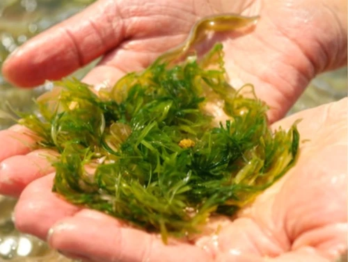 hydrilla,watermilfoil,macroalgae,aquatic herb,myriophyllum,macrophytes,milfoil,selaginella,aquatic plant,rotala,seaweed,eelgrass,glasswort,aquatic plants,zostera,sea salad,sargassum,microalgae,water spinach,bryophyte