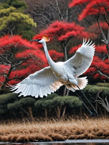 crane bird flying,red-crowned crane,white heron,white egret,egret,tsuru,white-naped crane,kokia,bird in flight,gwe,crane,migratory bird,kagu,great egret,blue crane,great white egret,asian bird,white bird,white eagle,beautiful bird,Photography,General,Natural