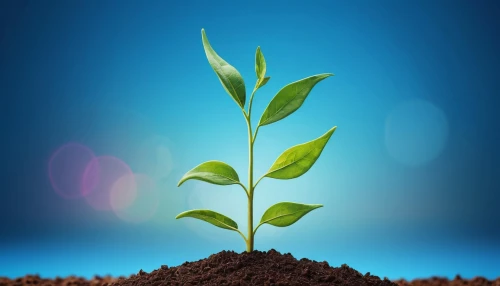 seedling,replantation,growth icon,sapling,replant,ecological sustainable development,biopesticide,biopesticides,seedbed,reforestation,clay soil,plant and roots,oil-related plant,crop plant,bioenergy,potted plant,seedlings,sustainable development,reforesting,reforested,Photography,General,Commercial