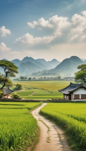 rice fields,ricefields,rice field,the rice field,ricefield,rice paddies,paddy field,landscape background,rural landscape,yamada's rice fields,vietnam,green landscape,rice plantation,rice terrace,farm landscape,farm background,home landscape,beautiful landscape,japan landscape,aaaa,Photography,General,Realistic