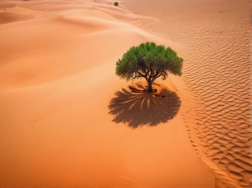 libyan desert,capture desert,desertification,desert desert landscape,isolated tree,desert landscape,arid landscape,sahara desert,arid,lone tree,argan tree,argan trees,arid land,desert plant,merzouga,desert rose,benmerzouga,desertlike,transjordan,desert,Photography,General,Realistic