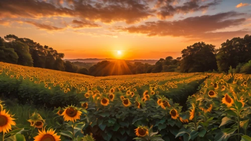 sunflower field,flower field,sunflowers,flower in sunset,sun flowers,flowers field,field of rapeseeds,blooming field,field of flowers,orangefield,blanket of flowers,provence,golden sun,meadow landscape,sunflower,golden flowers,corn field,sunburst background,cornfield,landscape photography,Photography,General,Natural