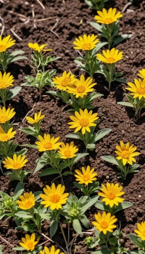 calendula petals,calendula suffruticosa,yellow daisies,arnica montana,flower marigolds,sun daisies,marigolds,garden marigold,rudbeckia nitida,rudbeckia,calendula,asteraceae,rudbeckia nidita,calenduleae,pot marigold,yellow flowers,calendula officinalis,yellow chrysanthemums,rudbeckia fulgida,yellow petals