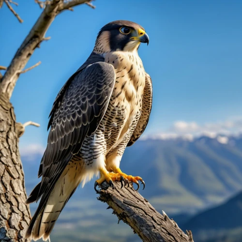 new zealand falcon,lanner falcon,peregrine falcon,saker falcon,peregrine,falconiformes,aplomado falcon,falconidae,falconet,caracara,falconieri,steppe eagle,steppe buzzard,gyrfalcon,mountain hawk eagle,buteo,mongolian eagle,aigle,young hawk,falcon,Photography,General,Realistic
