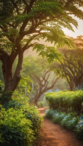 tree lined path,kauai,forest path,pathway,maui,kerala,aaa,tropical forest,kapaa,hiking path,nature wallpaper,the mystical path,tree lined,vietnam,tea field,oahu,lanai,kaanapali,wailua,golden trumpet tree,Photography,General,Cinematic