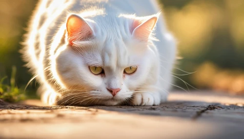 white cat,feral cat,blue eyes cat,british longhair cat,breed cat,cat with blue eyes,cute cat,hairtail,golden eyes,cat image,snowbell,felino,colotti,prowling,domestic cat,wild cat,cat's eyes,pounce,cat tail,stray cat,Photography,General,Commercial