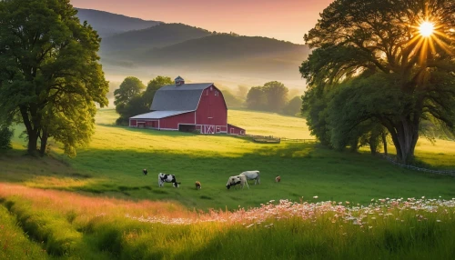 meadow landscape,farm landscape,bucolic,rural landscape,farm background,red barn,countryside,mountain pasture,vermont,beautiful landscape,pasture,meadow,pastoral,nature landscape,landscape background,green landscape,home landscape,alpine pastures,grassland,pastures,Photography,General,Natural