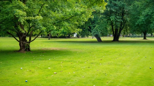 green lawn,golf lawn,lawn,golf course grass,golf course background,green space,greenspace,green trees,green grass,tree lined,green landscape,row of trees,greenspaces,green meadow,green garden,green forest,english garden,the golfcourse,golfcourse,golf course