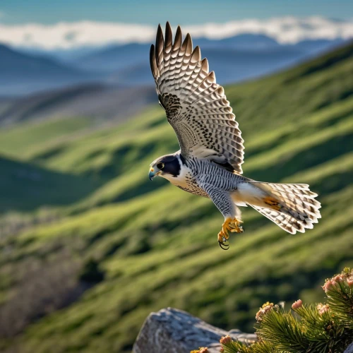 new zealand falcon,saker falcon,lanner falcon,mountain hawk eagle,peregrine falcon,ferruginous hawk,redtail hawk,fishing hawk,red tail hawk,peregrine,northern harrier,falconry,flying hawk,goshawk,buteo,hawk perch,hawk animal,american kestrel,bird of prey,redtail,Photography,General,Realistic