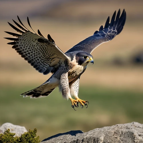 lanner falcon,saker falcon,falconiformes,steppe buzzard,fishing hawk,new zealand falcon,ferruginous hawk,steppe eagle,buteo,mountain hawk eagle,falconry,falconidae,flying hawk,peregrine falcon,peregrine,falco peregrinus,hawk animal,mongolian eagle,changeable hawk-eagle,dyfi,Photography,General,Realistic