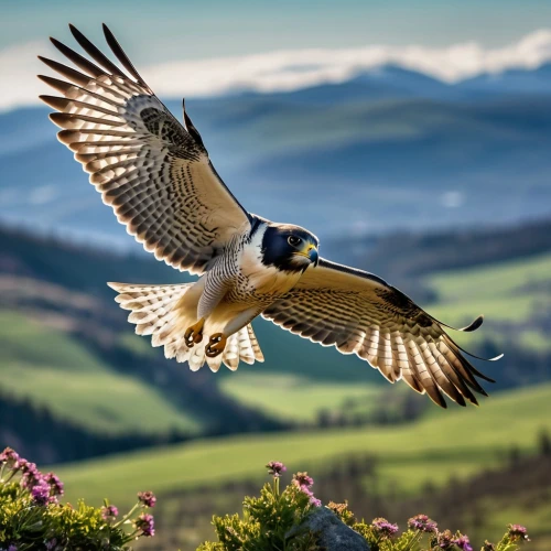 new zealand falcon,saker falcon,lanner falcon,peregrine falcon,peregrine,falconiformes,american kestrel,red tailed kite,ferruginous hawk,northern harrier,falconry,mountain hawk eagle,falconidae,black-shouldered kite,dyfi,steppe buzzard,buteo,bird in flight,red kite,flying hawk,Photography,General,Realistic