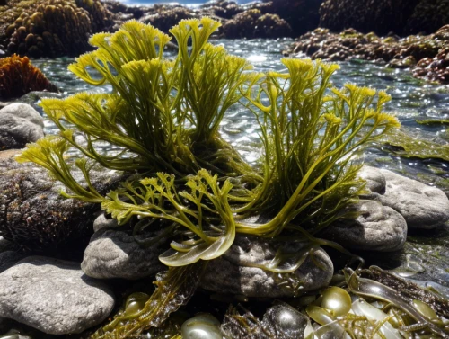 macroalgae,intertidal,tidepools,seaweed,sea anemone,myriophyllum,eelgrass,hydrilla,rockpool,seagrasses,large anemone,tube anemone,kelp,sea anemones,periphyton,macrophytes,aquatic plants,aquacultural,zostera,long reef