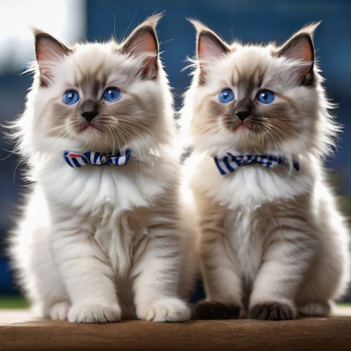 bowties,oktoberfest cats,birman,icecats,georgatos,blue eyes cat,british longhair cat,neckties,vintage cats,two cats,snowcats,catterns,blue and white,kittens,baby cats,kitties,persians,neckerchiefs,tuxedoes,befuddles,Photography,General,Natural