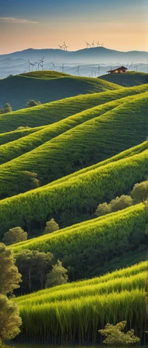 toscane,toscana,green landscape,dongchuan,longjing,palouse,windows wallpaper,moravia,tea plantations,tuscany,rice fields,tea field,green fields,ricefields,ricefield,japan landscape,yamada's rice fields,colline,vegetables landscape,rice field,Art,Classical Oil Painting,Classical Oil Painting 30