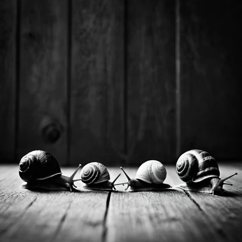 chestnut pods,conkers,still life photography,fallen acorn,lonely chestnut,snail shells,physalis,seeds,snails,pevensies,seedpods,still life with onions,rose hip seeds,seed pods,buttonholes,acorns,figues,boutonnieres,chestnut fruits,fallen flower,Illustration,Black and White,Black and White 33