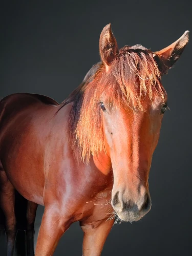 portrait animal horse,belgian horse,aqha,przewalski's horse,quarterhorse,wild spanish mustang,grulla,lusitano,broodmare,australian pony,equine,brown horse,caballus,finnhorse,lusitanos,kutsch horse,colorful horse,konik,painted horse,irish horse