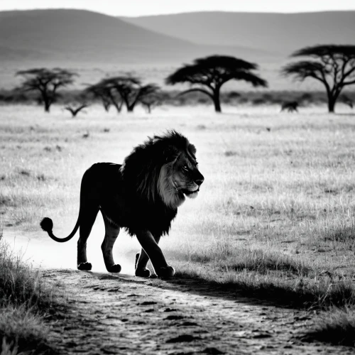 african lion,pejeta,male lion,king of the jungle,ruaha,panthera leo,serengeti,luangwa,leonine,etosha,manyara,amboseli,tsavo,male lions,lion,lionizing,afric,lionheart,savane,melanism,Illustration,Black and White,Black and White 33