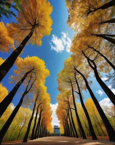 tree-lined avenue,tree lined avenue,metasequoia,autumn trees,golden trumpet trees,autumn scenery,tree lined,row of trees,tree lined lane,deciduous trees,autumn in japan,tree lined path,autumn background,beautiful japan,deciduous forest,tree grove,autumn forest,autumn landscape,tree canopy,sky of autumn,Art,Artistic Painting,Artistic Painting 32