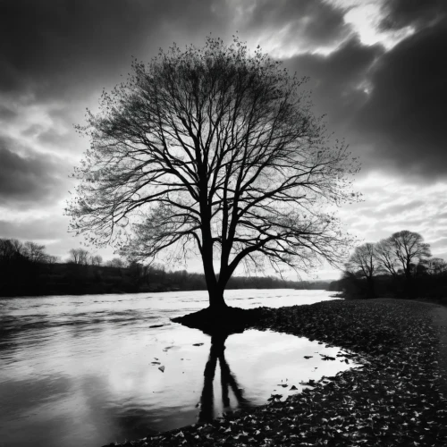 isolated tree,lone tree,old tree silhouette,bare tree,tree silhouette,arbre,lonetree,tree thoughtless,leafless,deciduous tree,river wharfe,winter tree,walnut trees,landscape photography,stillness,bare trees,albero,celtic tree,stille,brown tree,Illustration,Black and White,Black and White 33