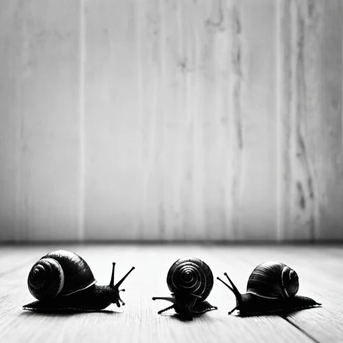 still life photography,snails,conkers,chestnut pods,beetles,woodlice,black beetle,figues,fallen acorn,still life,cockroaches,lonely chestnut,inductors,praeger,snail shells,redbacks,conceptual photography,gastropods,maccabaeus,desertion,Illustration,Black and White,Black and White 33