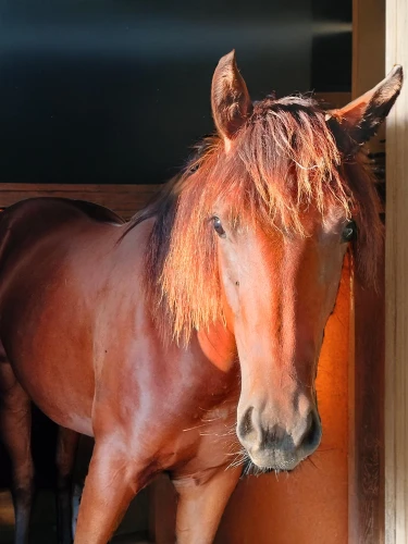 belgian horse,aqha,portrait animal horse,lusitano,caballus,australian pony,konik,brown horse,equine,przewalski's horse,quarterhorse,winnetou,broodmare,haflinger,epona,kutsch horse,finnhorse,colorful horse,masar,wild spanish mustang