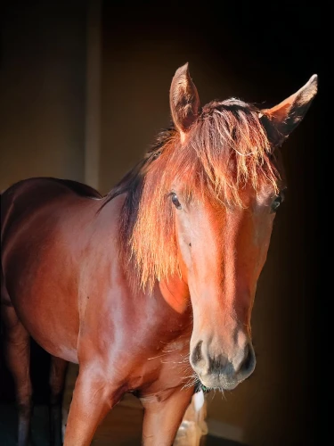 aqha,belgian horse,quarterhorse,portrait animal horse,masar,sepoy,australian pony,brown horse,broodmare,colorful horse,lusitano,equine,wagiman,caballus,payor,przewalski's horse,hanoverian,wild spanish mustang,arabians,thoroughbred arabian