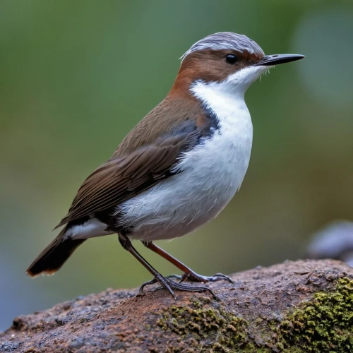 european pied flycatcher,collared inca,sterna hirundo,europeon pied fly catcher,pied flycatcher,dipper,common sandpiper,guatemalensis,charadriidae,helmetshrikes,fringilla coelebs,cotinga,senegalensis,waxhaws,song bird,perched on a log,thornbills,motacilla,muscicapa,erithacus rubecula pied flycatcher,Photography,General,Realistic