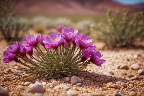 desert flower,flowerful desert,desert plant,desert rose,cleombrotus,echinocereus,desert plants,the atacama desert,desert desert landscape,desert landscape,pasqueflower,carpobrotus,cactus flowers,barrel cactus,mojave desert,cactus flower,arid landscape,capture desert,atacama desert,cactus digital background,Photography,General,Cinematic