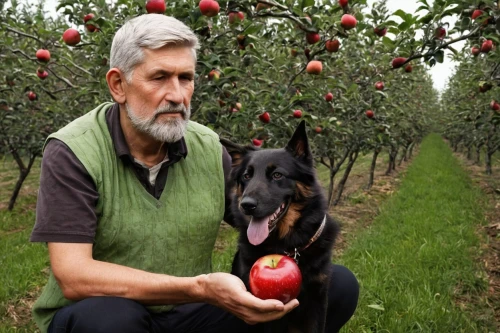 orchardists,orchardist,apple orchard,applemans,pawlowicz,manzanas,picking apple,apfel,pomus,apple plantation,apple harvest,appletalk,appleman,viticulturist,appleworks,apple picking,red apples,orchards,appletree,apple pair,Photography,Documentary Photography,Documentary Photography 10