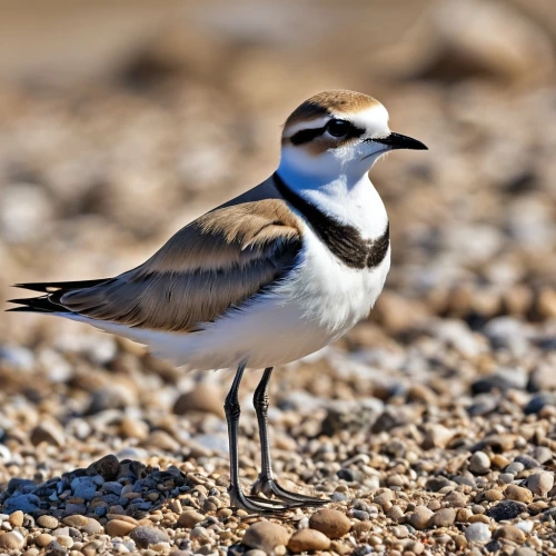 lesser sand plover,sand plover,killdeer,ringed plover,spur-winged plover,plover,motacilla alba,dotterel,kildeer,charadriidae,charadriiformes,little ringed plover wood sandpiper,white wagtail,pied avocet,parus caeruleus,plovers,phasianidae,sandwich tern,empidonax,piping plover,Photography,General,Realistic