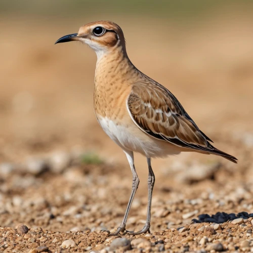 sand plover,lesser sand plover,dotterel,houbara,spur-winged plover,kildeer,plover,gadani,killdeer,empidonax,anicetus,charadriiformes,dotterels,pratincoles,pratincole,sandgrouse,cisticolas,the sandpiper general,bustards,caesalpinioideae,Photography,General,Realistic