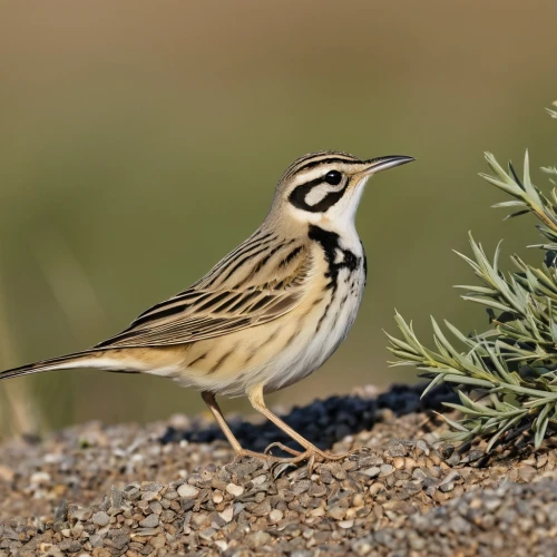 longspur,meadowlarks,motacilla alba,pied triller,empidonax,thornbills,fischer sparrow lark,cisticolas,skylarks,charadriidae,fringillidae,grassbird,meadowlark,saxicola,emberiza,phasianidae,skylark,woodlark,pipridae,caesalpinioideae,Photography,General,Realistic