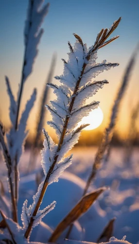 morning frost,hoarfrost,frostiness,frozen morning dew,frost,ground frost,the first frost,winter morning,winter light,frosts,frostings,winter background,winter wheat,in winter,reeds wintry,ice crystals,winter magic,winter landscape,ice landscape,frostbitten,Photography,General,Cinematic