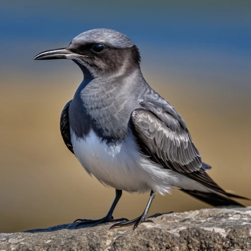 pied wagtail,hypoleuca,motacilla alba,white wagtail,ficedula hypoleuca,canada jay,pied triller,wagtail,alaudidae,parus caeruleus,hooded crow,wheatear,coastal bird,a species of marine bird,calidris alba,phasianidae,graybill,fringillidae,murrelet,melanoleuca,Photography,General,Realistic