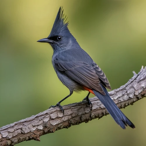 thornbills,african dusky flycatcher,himalayan bulbul,tyrant flycatcher,catbird,daurian redstart,fringilla coelebs,cardinalidae,indicatoridae,redstarts,periparus ater,alaudidae,gnatcatchers,polygyridae,catbirds,phalacrocoracidae,tristis,muscicapidae,pipridae,red-bellied wood pecker,Photography,General,Realistic