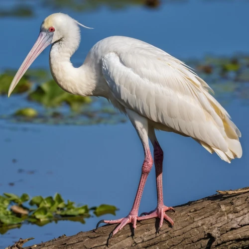 white ibis,roseate spoonbill,phoenicopteridae,spoonbill,ibis,rattle stork,phoenicopterus,jabiru,egretta novaehollandiae,gwe,phoenicopteriformes,white stork,eastern white pelican,wading bird,great white pelican,keoladeo,spoonbills,stork,black-billed stork,white storks,Photography,General,Realistic