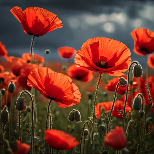 red poppies,poppy flowers,poppies,mohn,red poppy,poppy fields,poppy field,field of poppies,remembrance day,klatschmohn,red poppy on railway,a couple of poppy flowers,poppy flower,papaver,seidenmohn,orange poppy,lest we forget,corn poppies,remembrance,floral poppy,Photography,General,Fantasy